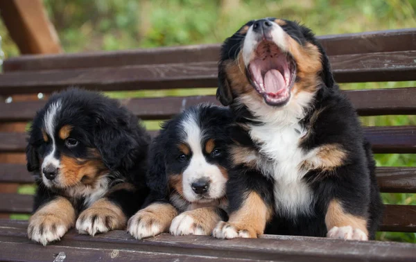 Güzel Bernese Dağı Köpek Yavrusu Sonbaharı