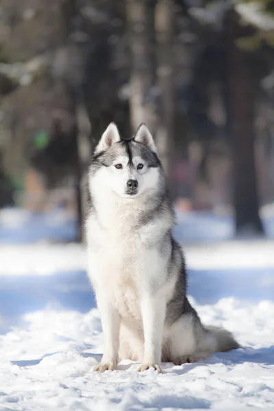 Kışın Sibirya kurdu