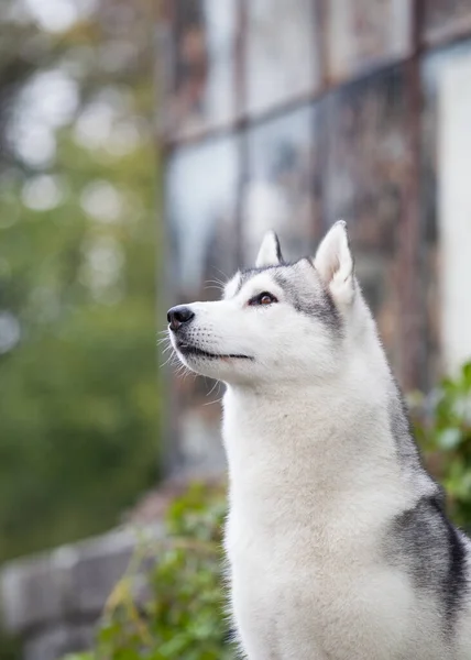 Parktaki Sibirya köpeği.
