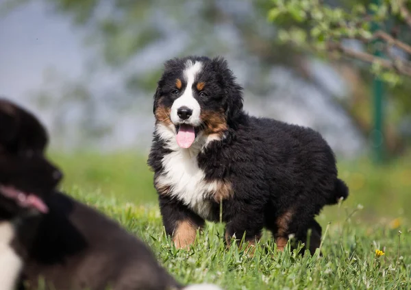 Bernese Dağ Köpeği papatyalarda
