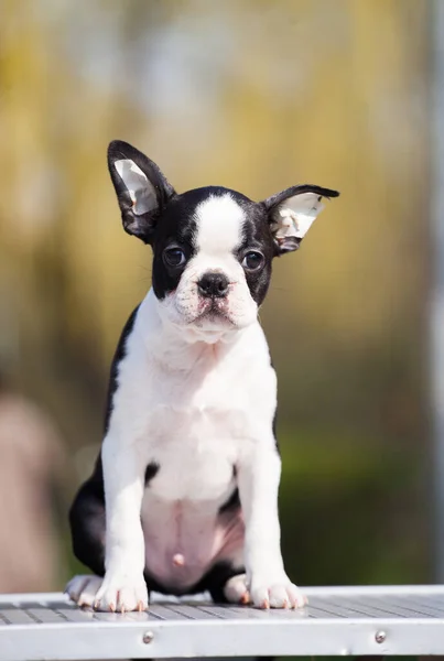 Boston Terrier köpeği sokakta.