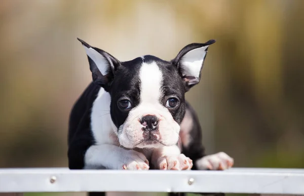 Boston Terrier köpeği sokakta.
