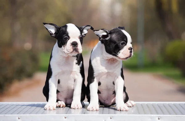 Boston Terrier Κουτάβι Στο Δρόμο — Φωτογραφία Αρχείου