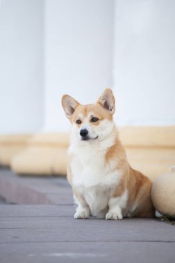 Galli Corgi Pembroke parkta yürüyor.