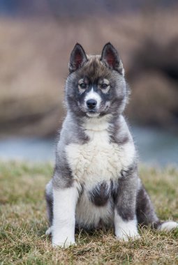 Sibirya Husky Wolf rengi