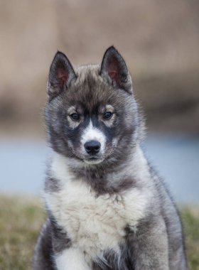 Sibirya Husky Wolf rengi