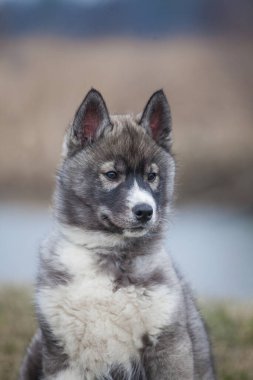 Sibirya Husky Wolf rengi