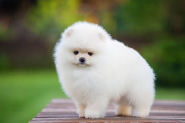 Yeşil bahçedeki Pomeranya Spitz 'inin sevimli çocukları