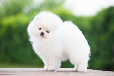 Yeşil bahçedeki Pomeranya Spitz 'inin sevimli çocukları