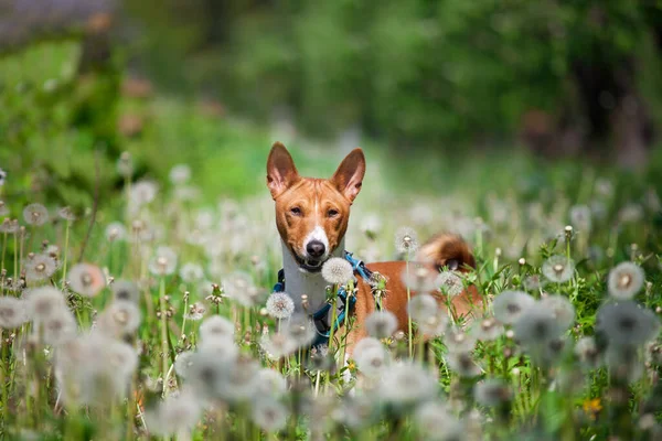 公園内を歩く美しいバセンジ犬 — ストック写真