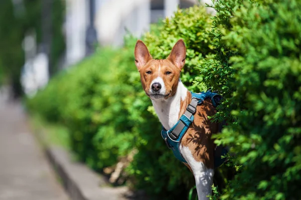 Güzel Basenji köpeği parkta yürüyor.