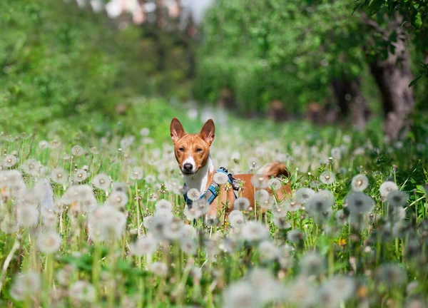 Schöner Basenji Hund Beim Spazierengehen Park — Stockfoto