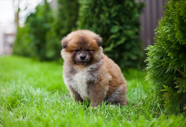 Küçük köpek yavrusu.