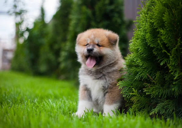 Μικρό Κουτάβι Akita Inu — Φωτογραφία Αρχείου