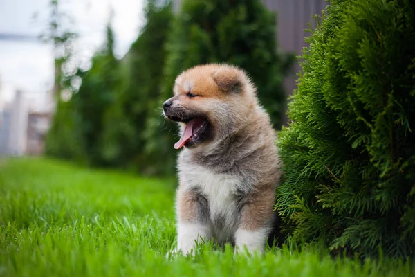 Μικρό Κουτάβι Akita Inu — Φωτογραφία Αρχείου