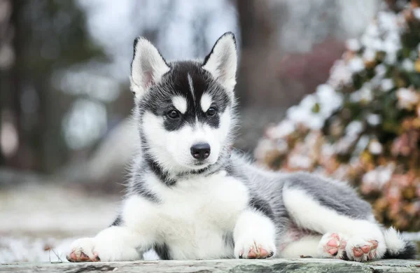 Schattig Klein Husky Puppy Wandelingen Straat — Stockfoto