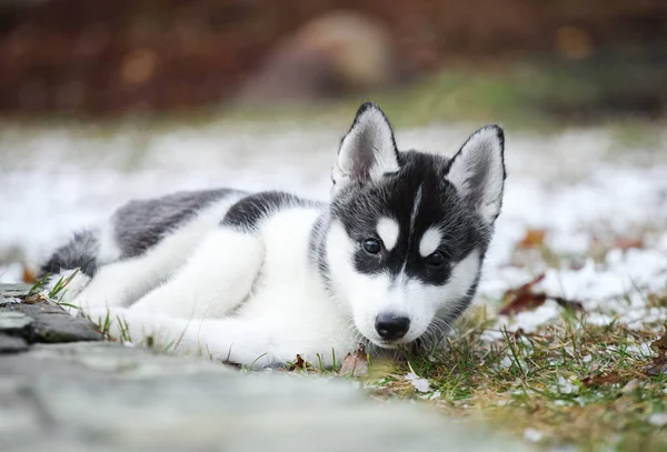 Schattig Klein Husky Puppy Wandelingen Straat — Stockfoto