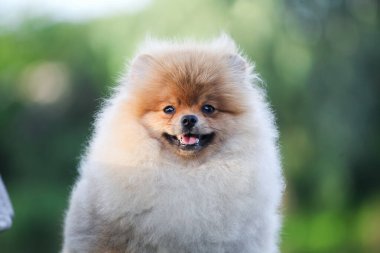 Gölde yakışıklı pozmeran tükürüğü