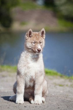 Kurda benzeyen küçük bir kurt.