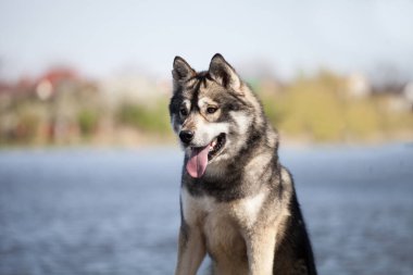 Sibirya kurt yavrusu gölde.