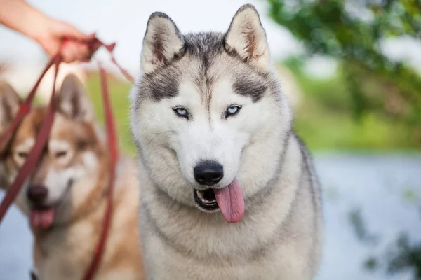 Siberiano Husky Cucciolo Sulla Strada — Foto Stock