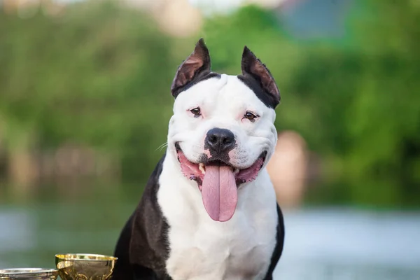 Amerikanska Staffordshire Terrier Gatan — Stockfoto