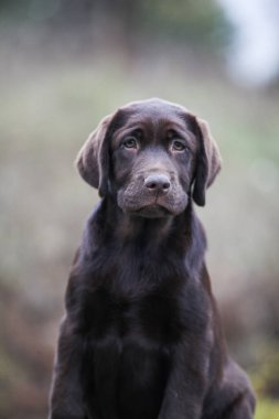 Labrador çikolatalı köpek yavrusu parkta yürüyor.