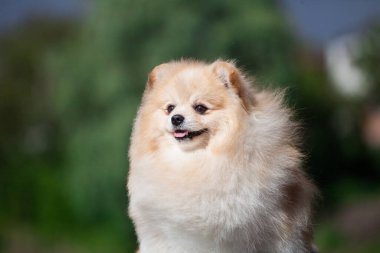 Gölde yakışıklı pozmeran tükürüğü