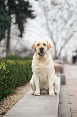 Parktaki güzel Labrador av köpeği.