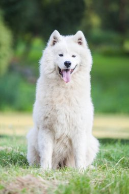 Samoyed çok güzel bir köpek.
