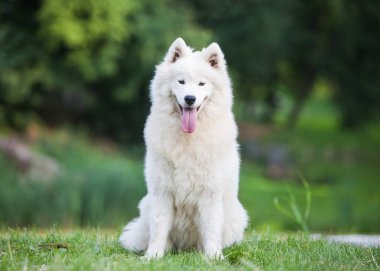 Samoyed çok güzel bir köpek.
