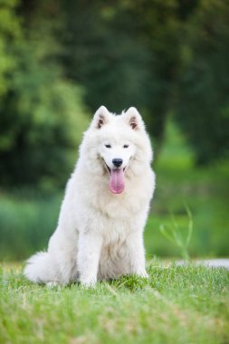 Samoyed çok güzel bir köpek.