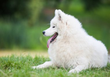 Samoyed çok güzel bir köpek.