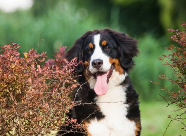 Güzel köpek Bernese dağ köpeğini parkta yetiştirir.
