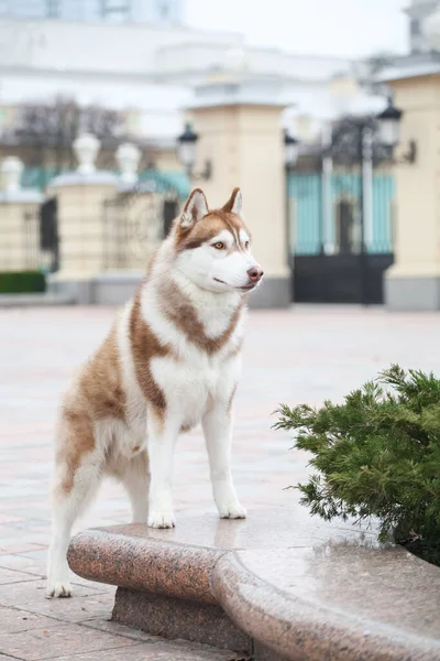 Červená Hlava Bílá Sibiřský Husky — Stock fotografie