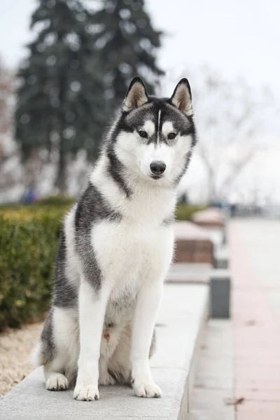 Černá Bílá Sibiřský Husky — Stock fotografie