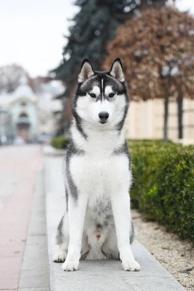 Preto Branco Siberiano Husky — Fotografia de Stock