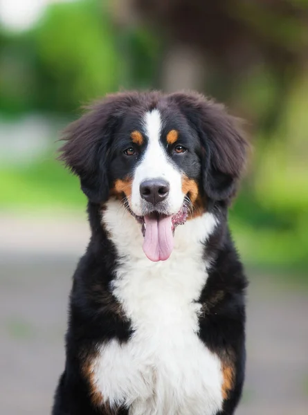 Vacker Hund Ras Bernese Bergshund Parken — Stockfoto