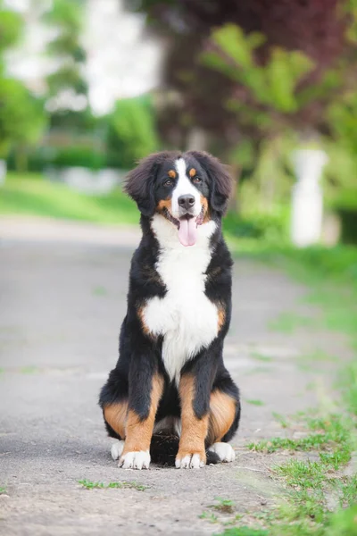 Güzel köpek Bernese dağ köpeğini parkta yetiştirir.