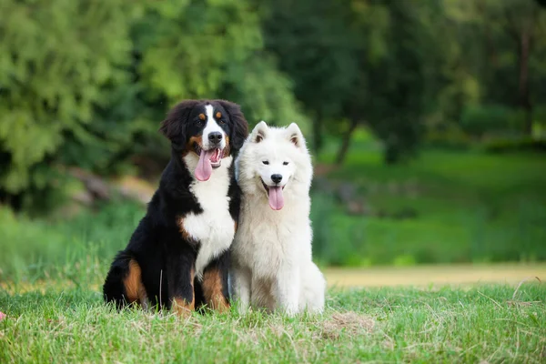 Bernese Dağ Köpeği ve Samoyed