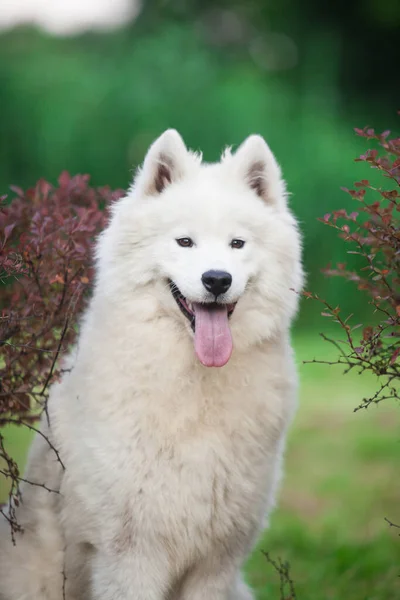 Samoyed Είναι Ένα Πολύ Όμορφο Σκυλί — Φωτογραφία Αρχείου