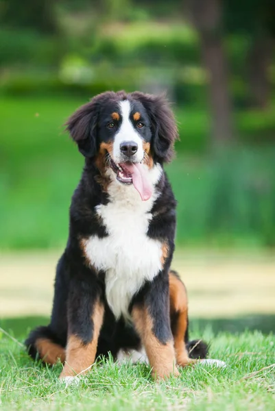 Bonito Cão Raça Bernese Cão Montanha Parque — Fotografia de Stock