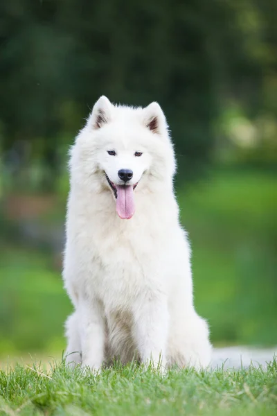 Samoyed çok güzel bir köpek.