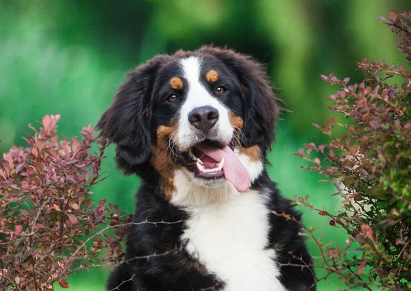 Güzel Köpek Bernese Dağ Köpeğini Parkta Yetiştirir — Stok fotoğraf