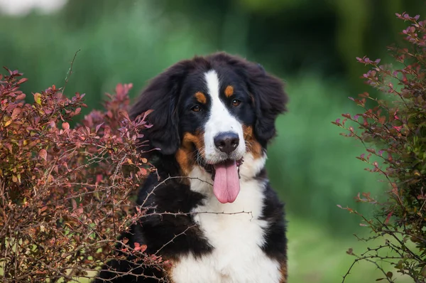 Güzel Köpek Bernese Dağ Köpeğini Parkta Yetiştirir — Stok fotoğraf