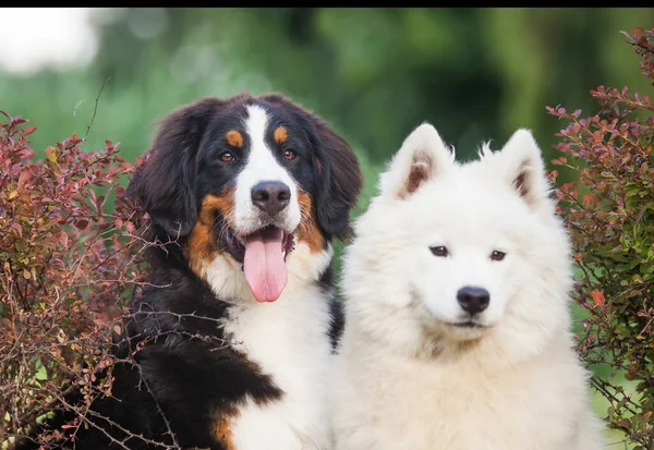 Bernese Dağ Köpeği ve Samoyed