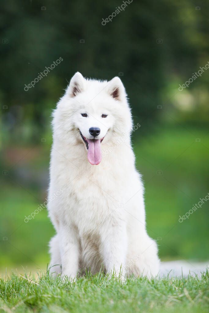 Samoyed is a very beautiful dog