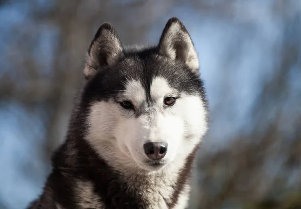 Cachorrinho Husky Siberiano Rua — Fotografia de Stock