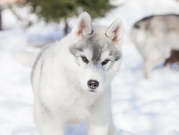 Hermoso Cachorro Husky Siberiano Parque —  Fotos de Stock