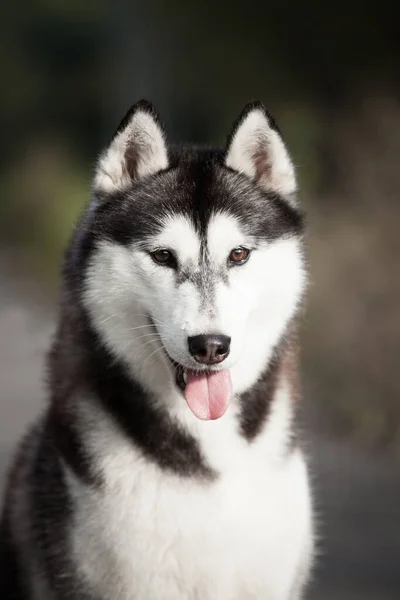 Hermosa Husky Siberiano Gris Blanco Naturaleza — Foto de Stock